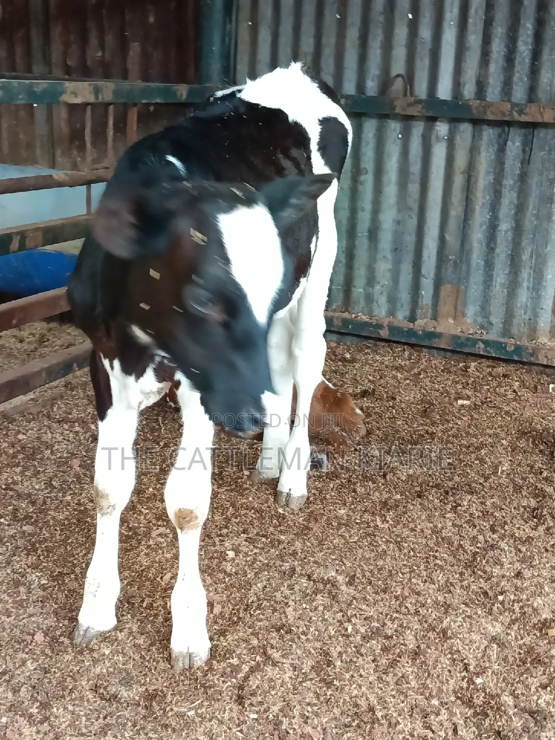 Friesian Calf for Sale