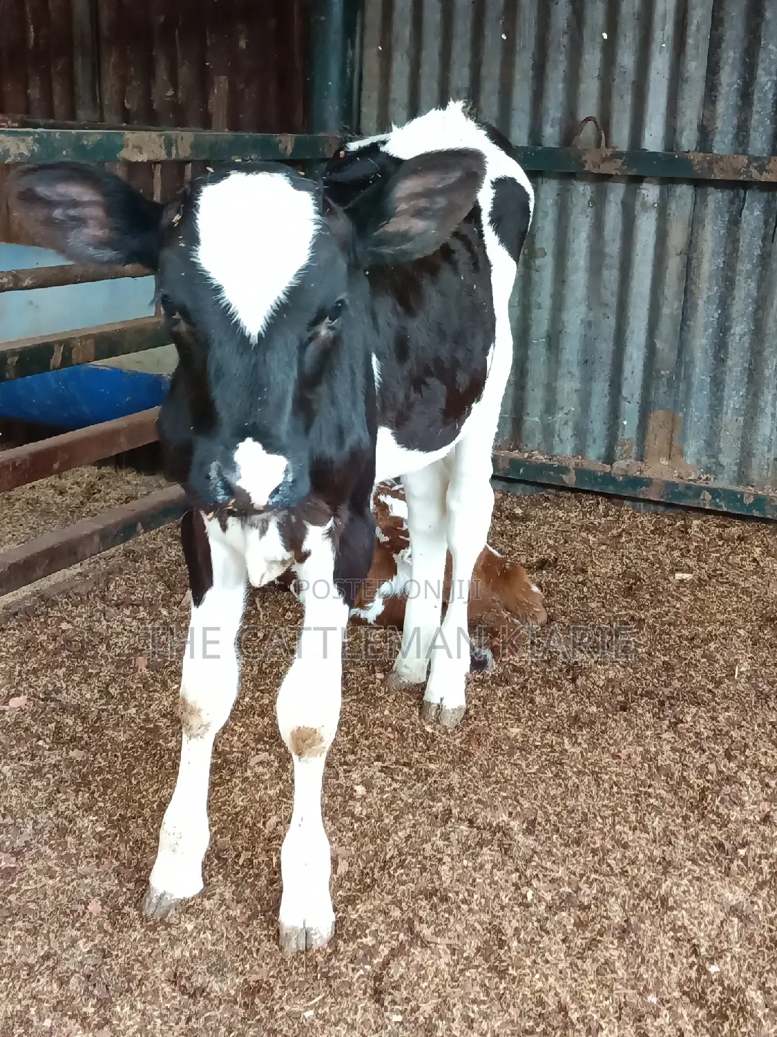 Friesian Calf for Sale