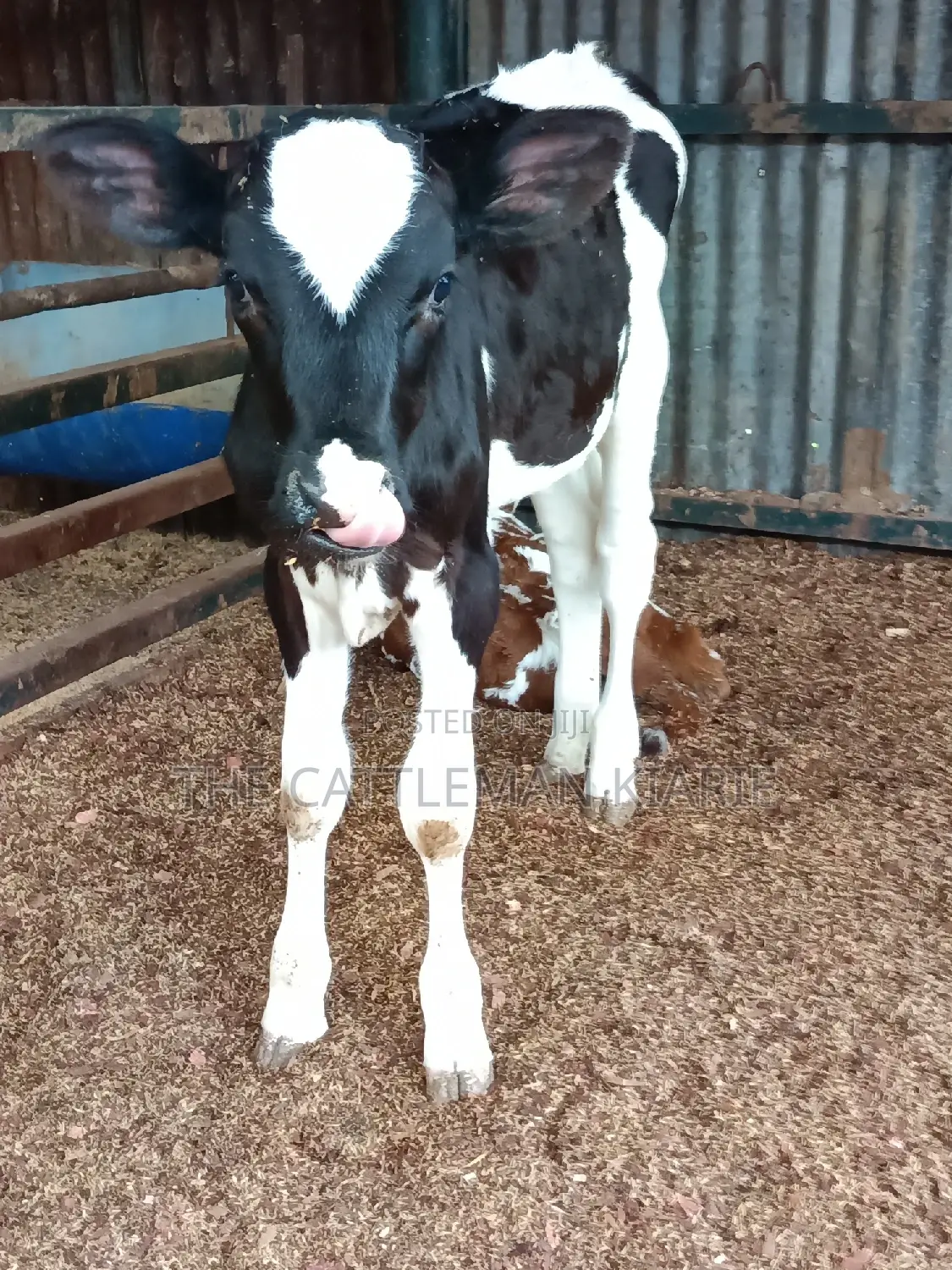 Friesian Calf for Sale