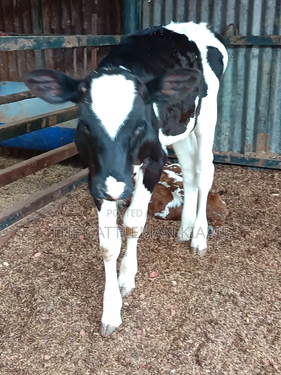 Friesian Calf for Sale