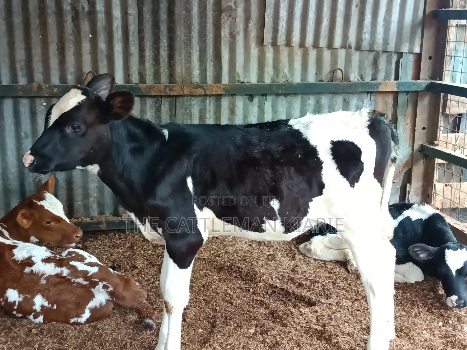 Friesian Calf for Sale