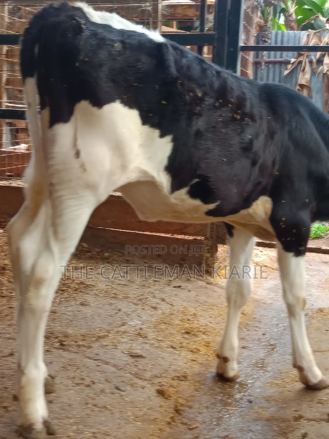 Friesian Calf for Sale