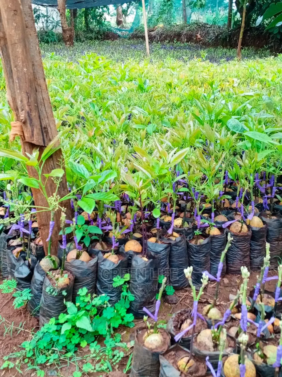 Latest Hass Seedlings Variety