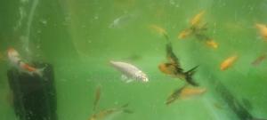 Koi Fish, White Aquarium Fish - thumbnail 2