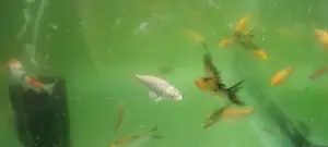 Koi Fish, White Aquarium Fish