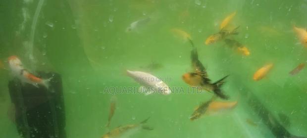 Koi Fish, White Aquarium Fish - main view