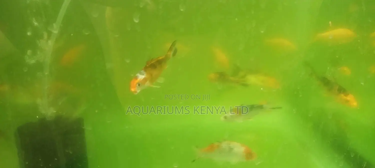Aquarium Fish, Koi Fish.