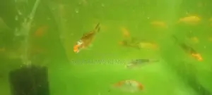 Aquarium Fish, Koi Fish.