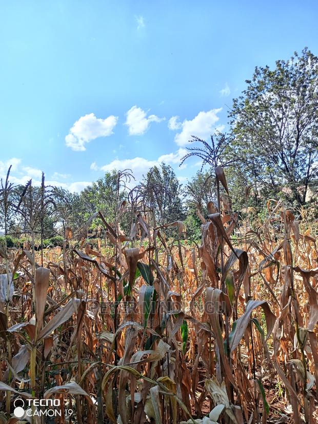 Prime Thindigua Plot 0.75ac - thumbnail 2