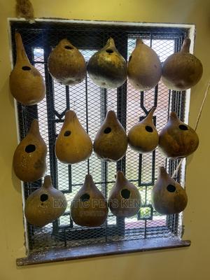 Bird Nests - thumbnail 2