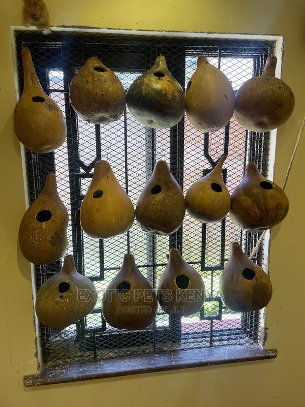 Bird Nests - main view