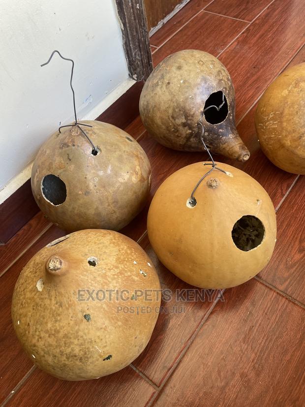 Bird Nests - thumbnail 4