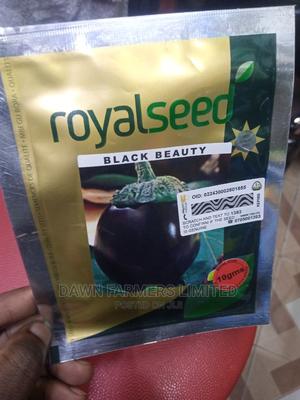 Eggplant 10gms - main view