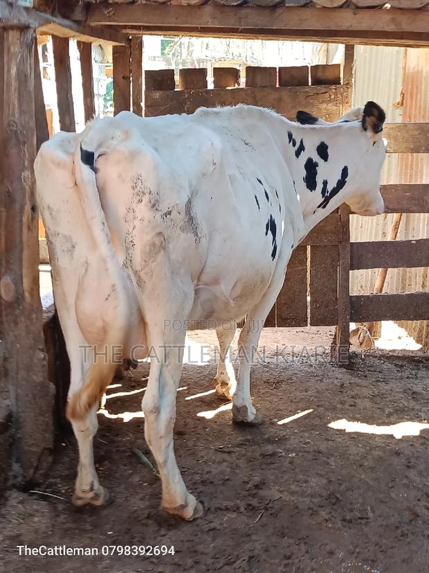 Pure Holstein For Sale In Githunguri Kenya