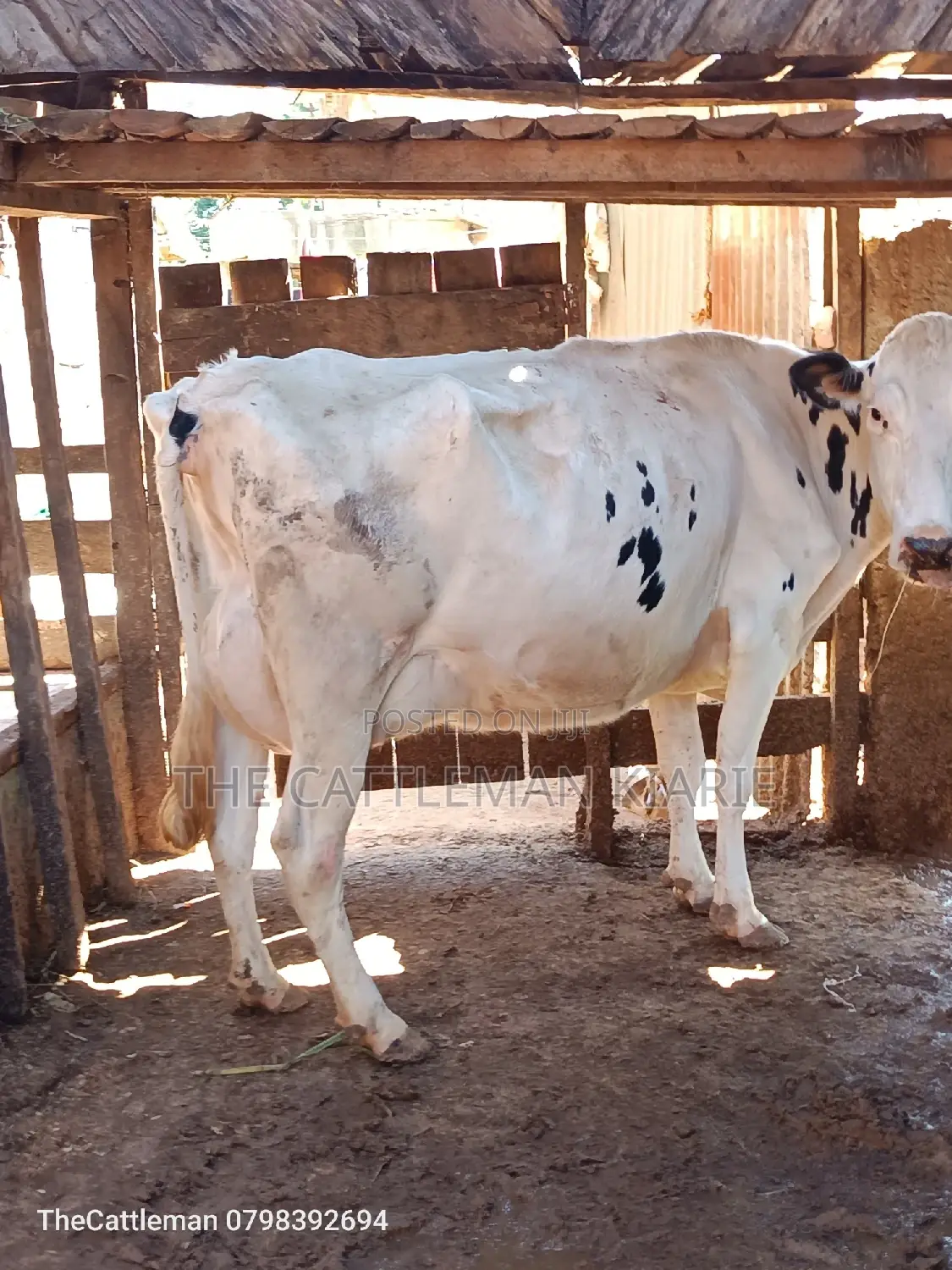 Pure Holstein For Sale In Githunguri Kenya