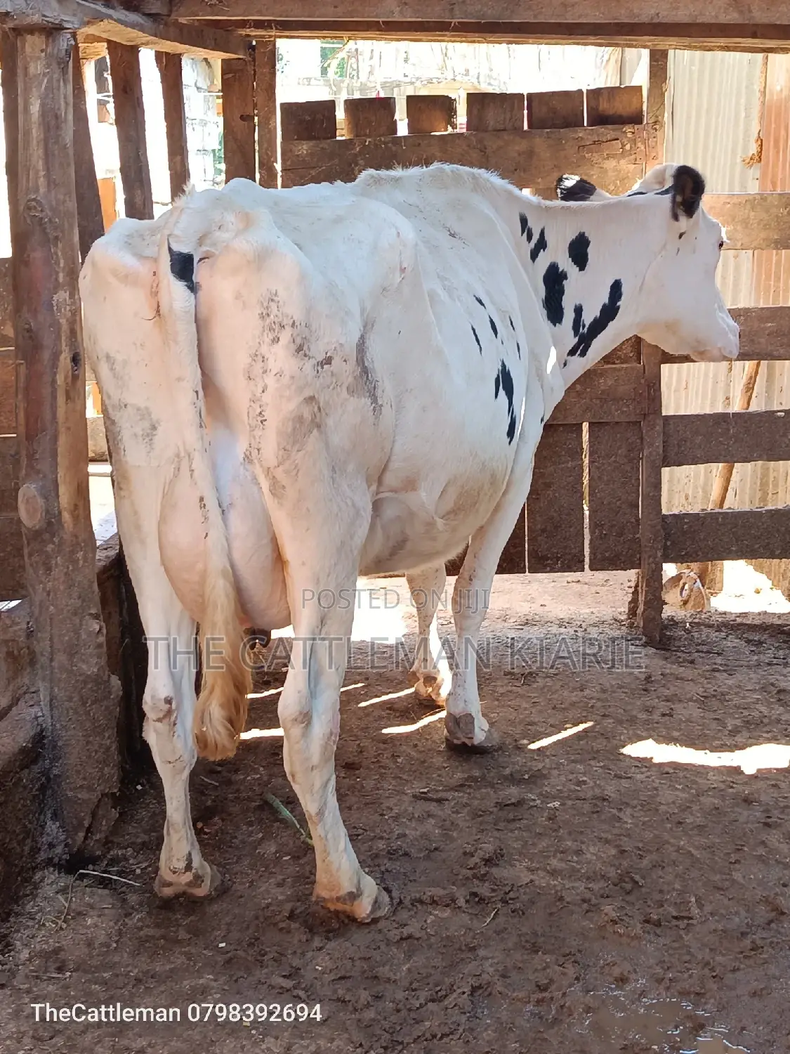 Pure Holstein For Sale In Githunguri Kenya
