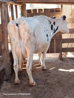 Pure Holstein For Sale In Githunguri Kenya