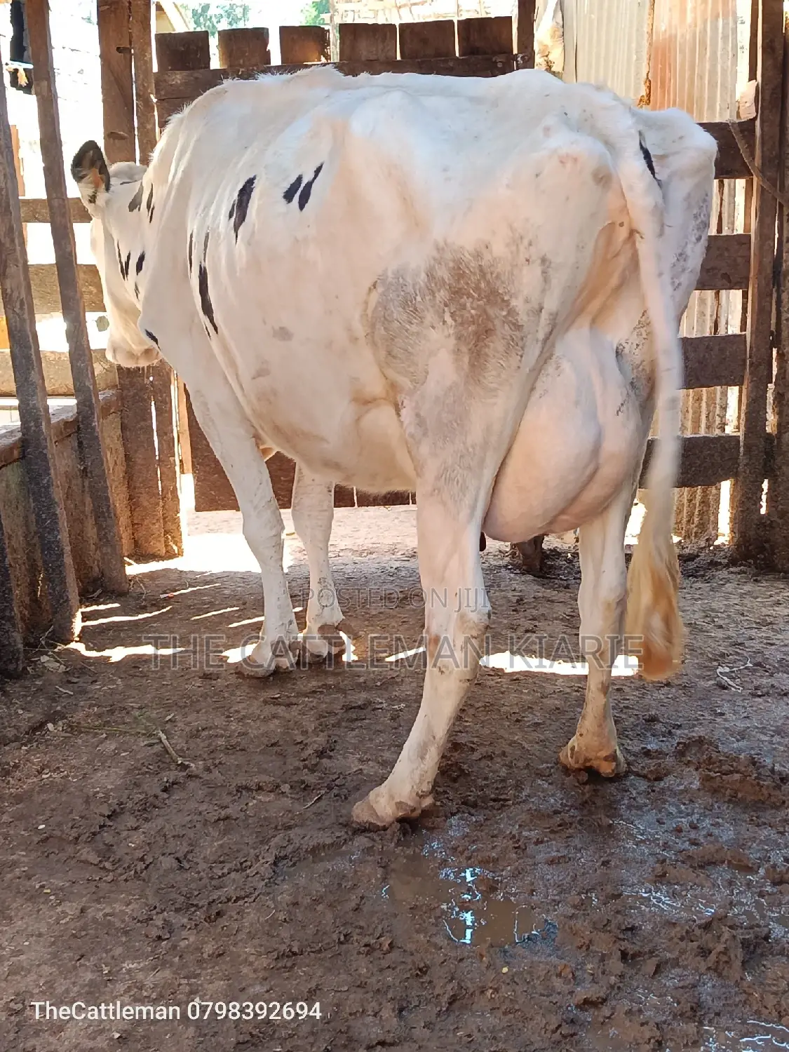 Pure Holstein For Sale In Githunguri Kenya