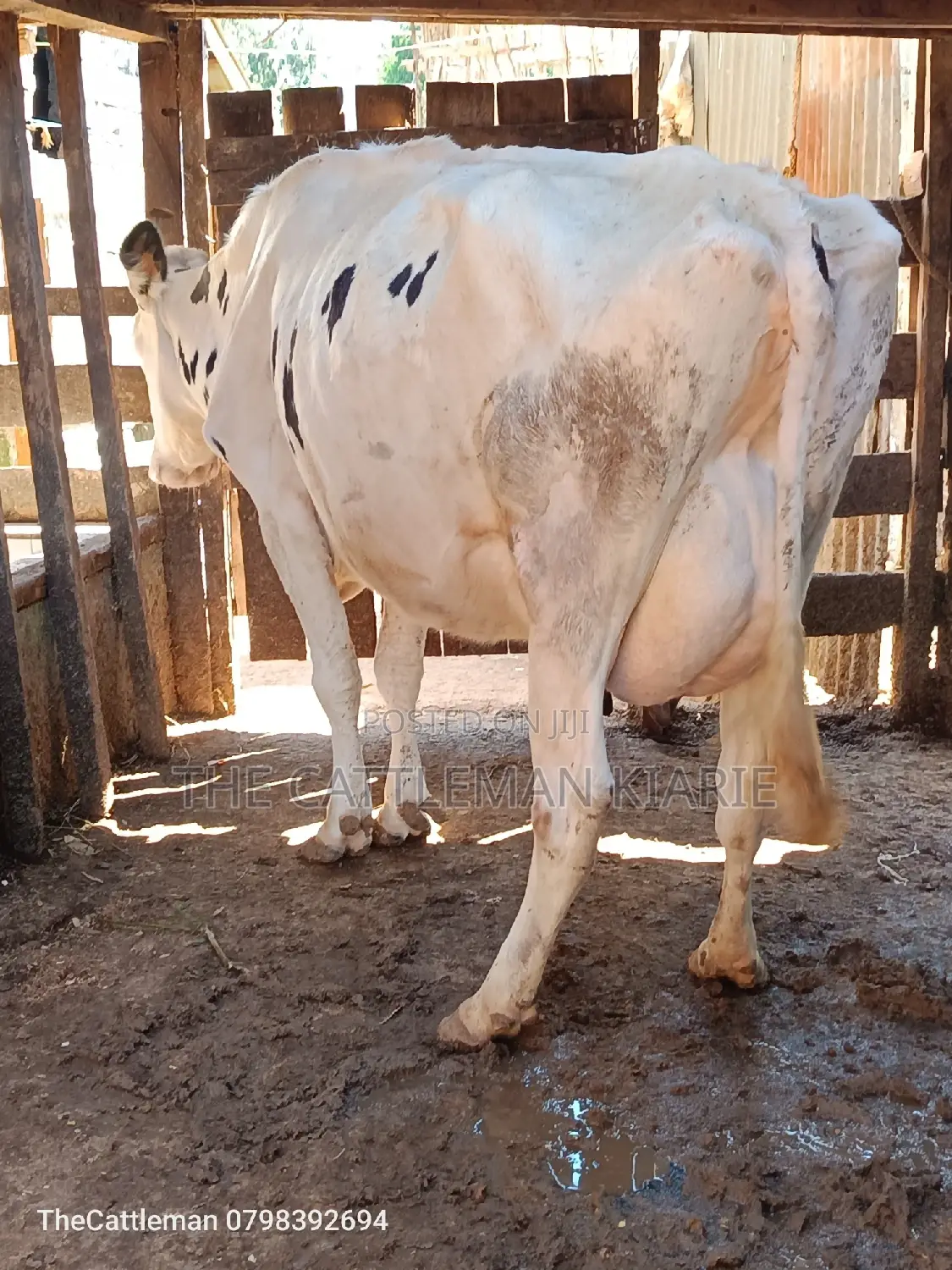 Pure Holstein For Sale In Githunguri Kenya