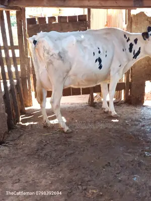 Pure Holstein For Sale In Githunguri Kenya
