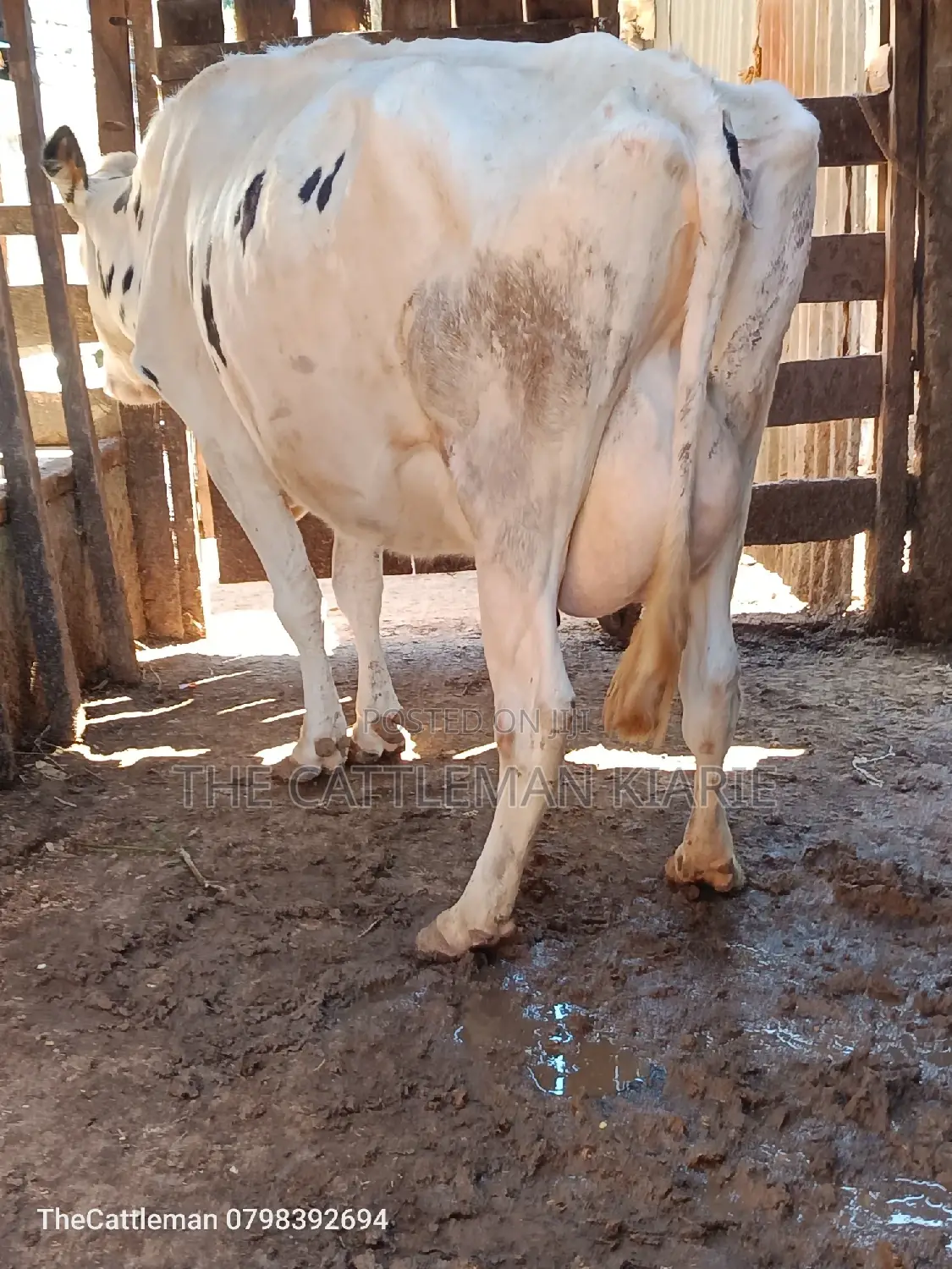 Pure Holstein For Sale In Githunguri Kenya