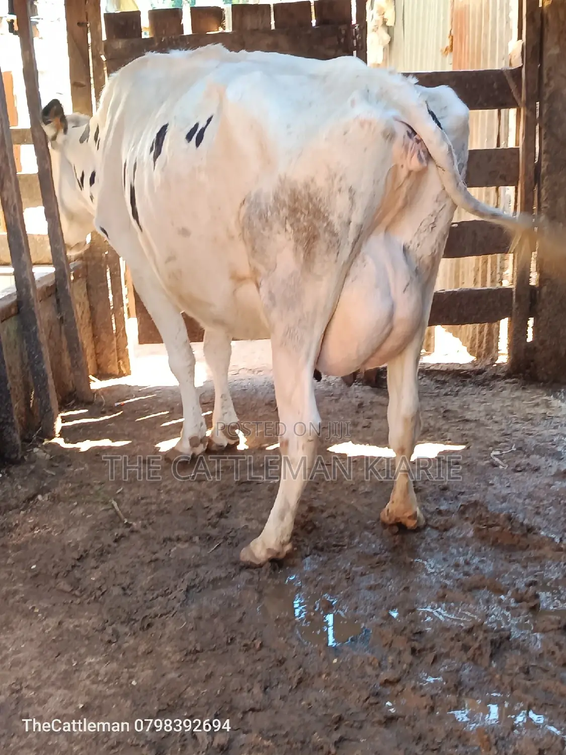 Pure Holstein For Sale In Githunguri Kenya
