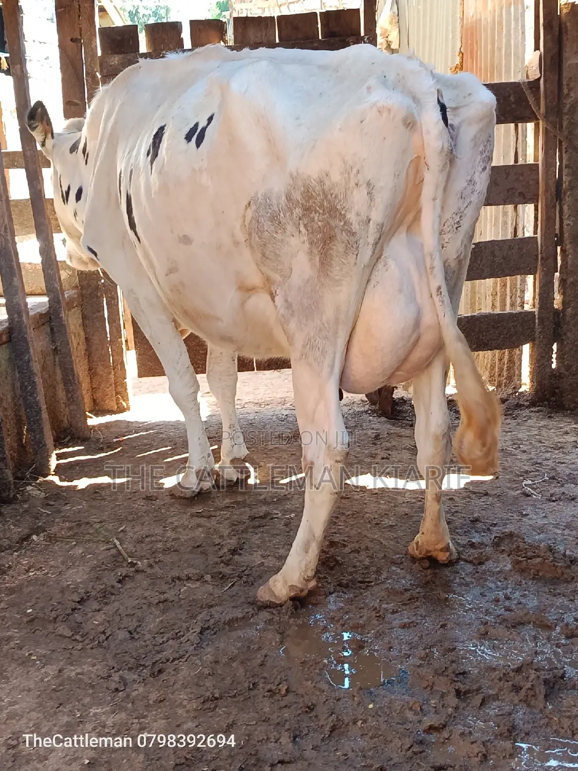 Pure Holstein For Sale In Githunguri Kenya