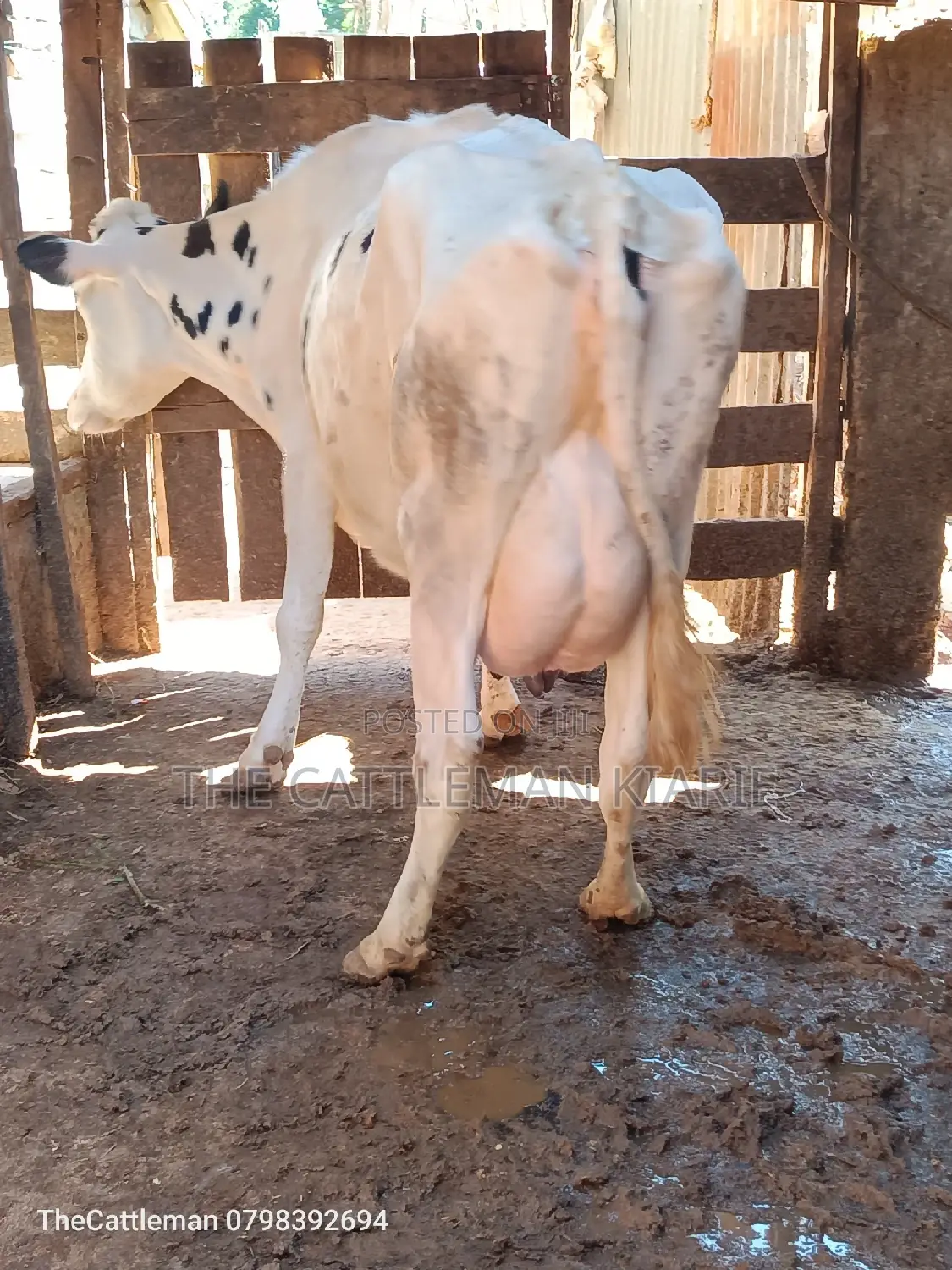Pure Holstein For Sale In Githunguri Kenya