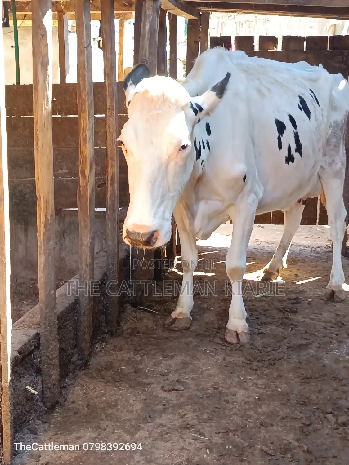 Pure Holstein For Sale In Githunguri Kenya