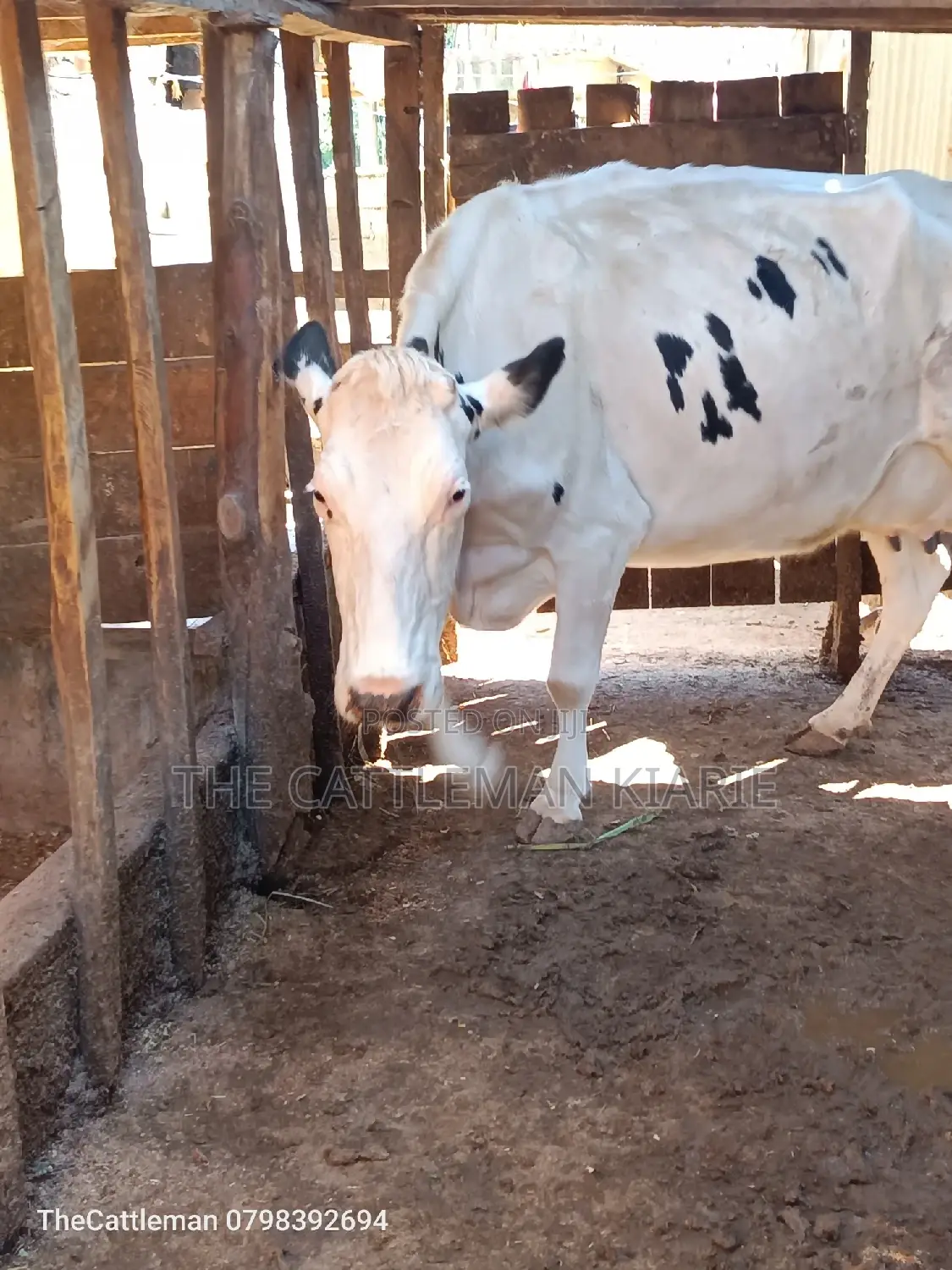 Pure Holstein For Sale In Githunguri Kenya