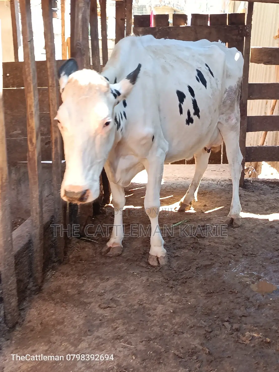 Pure Holstein For Sale In Githunguri Kenya