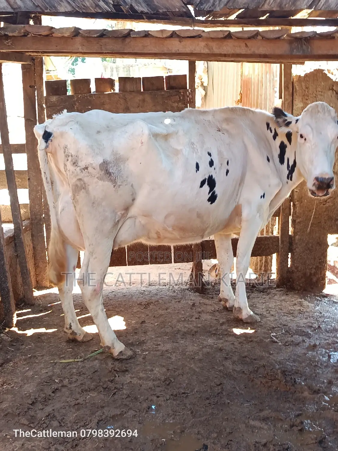 Pure Holstein For Sale In Githunguri Kenya