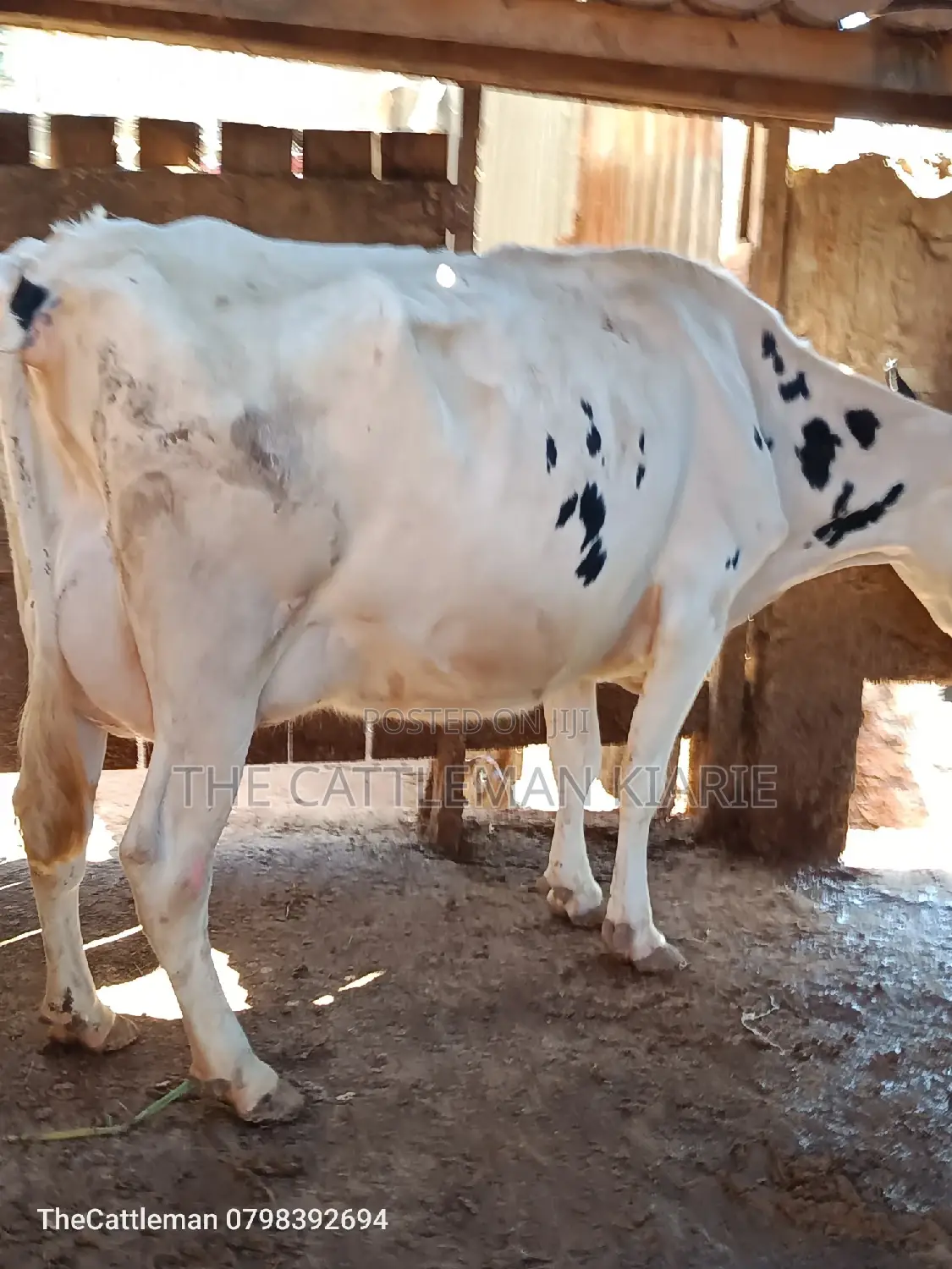 Pure Holstein For Sale In Githunguri Kenya