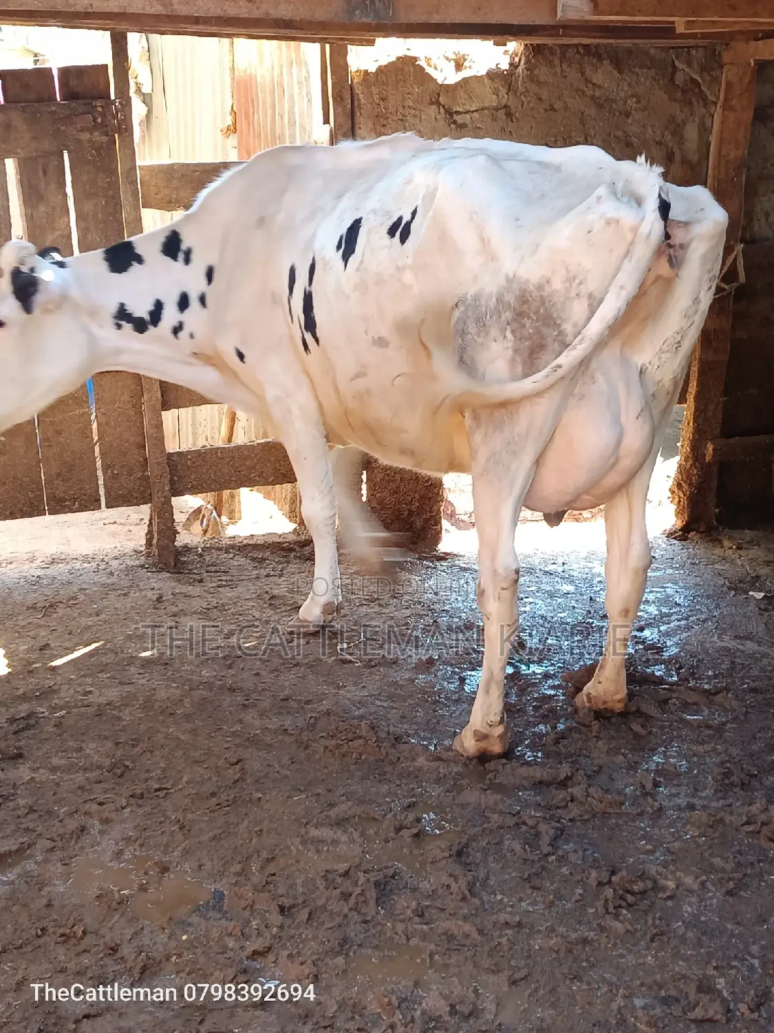 Pure Holstein For Sale In Githunguri Kenya