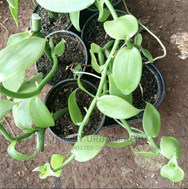 Vanilla Seedlings . Moq 5 - main view