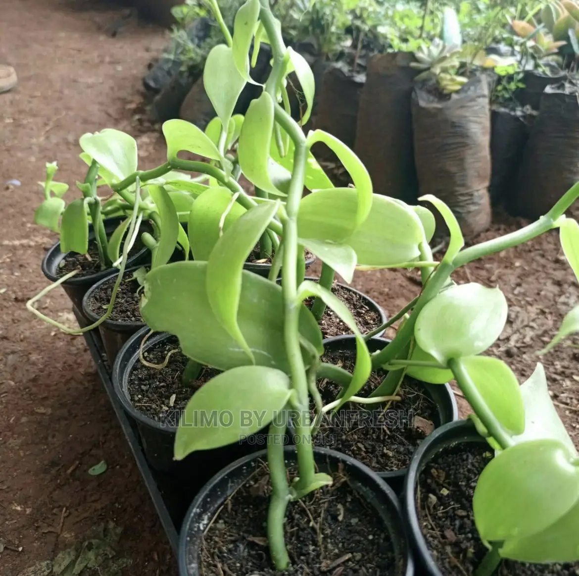 Vanilla Seedlings . Moq 5