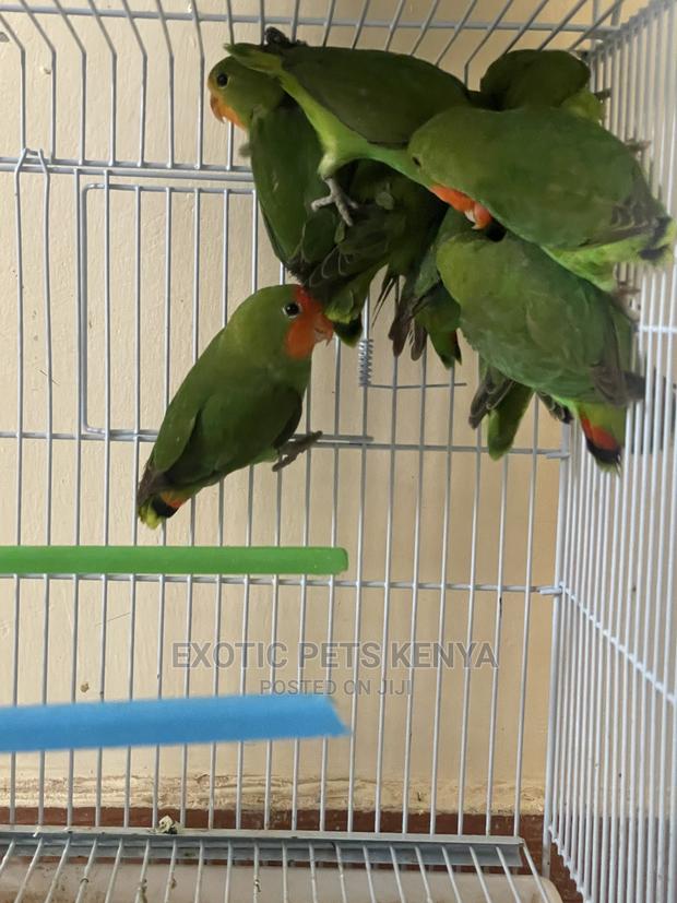 Peach Faced Lovebirds (Imported) - thumbnail 3