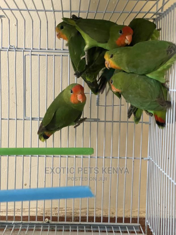 Peach Faced Lovebirds (Imported) - main view