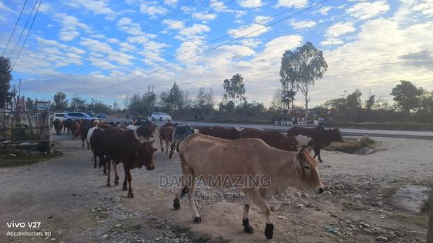 3/4 Land for Sale in Kitengela - thumbnail 5