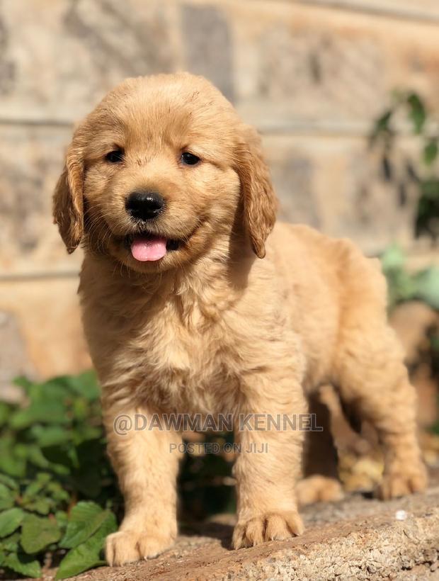 1-3 months Male Purebred Golden Retriever - main view