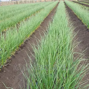 Onions Under Drip Irrigation System