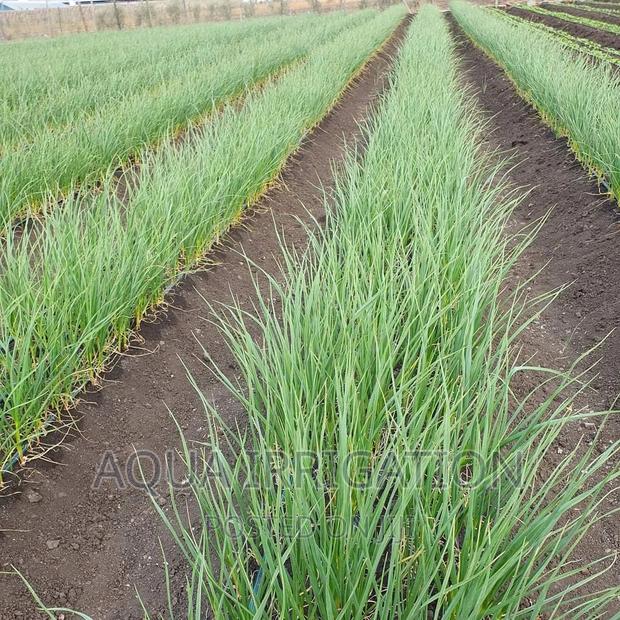 Onions Under Drip Irrigation System - thumbnail 2