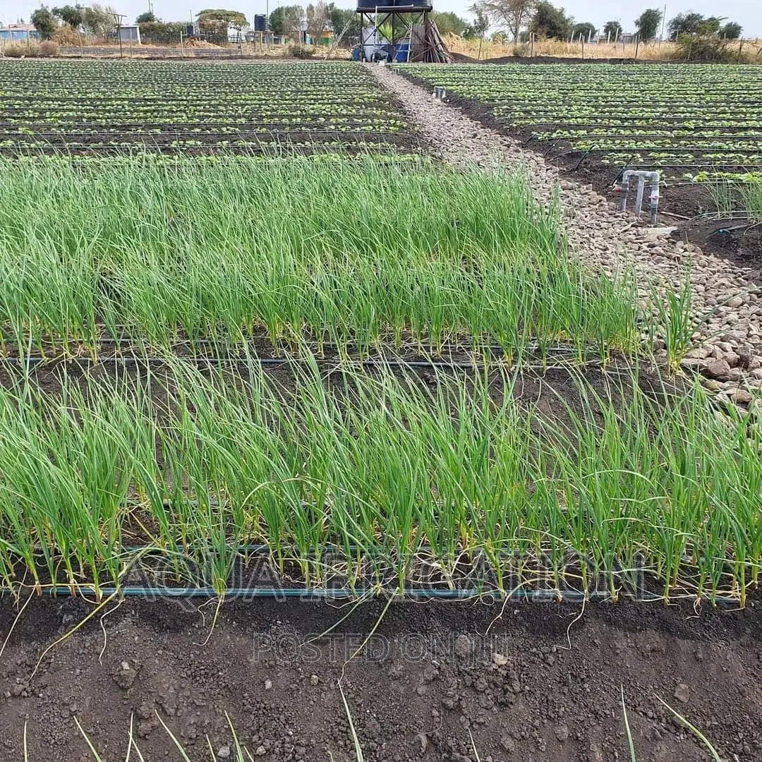 Onions Under Drip Irrigation System