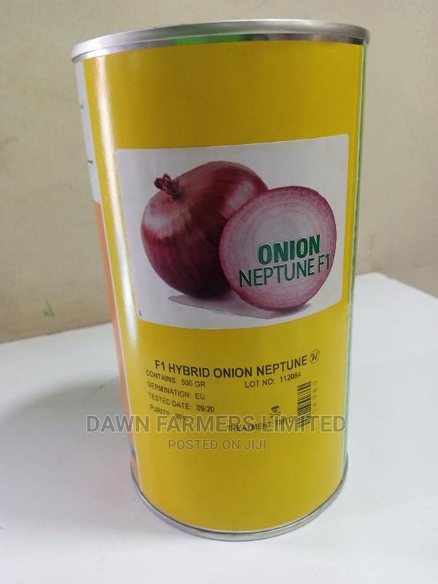 Onion Neptune F1 62500 Seed
