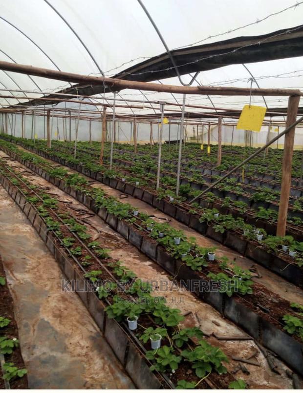 Mapal Troughs. Price Per Meter. - main view