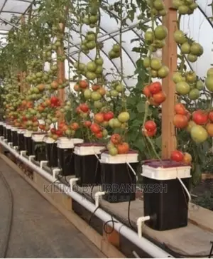 Dutch Bucket Planting Buckets 10L. Moq 10.