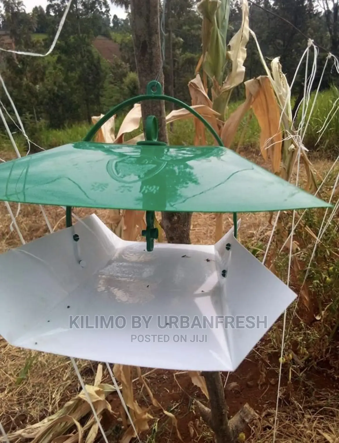 Wing Traps Capture Wide Range of Pests.