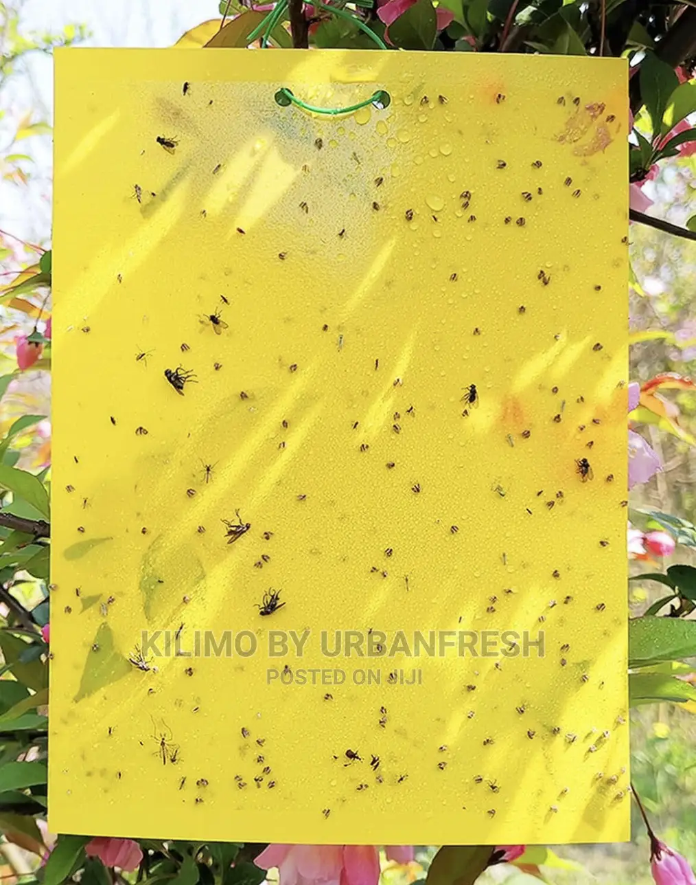 Yellow Stick Traps 10 Units.