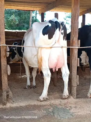 Holstein Friesian for Sale in Githunguri