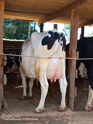 Holstein Friesian for Sale in Githunguri
